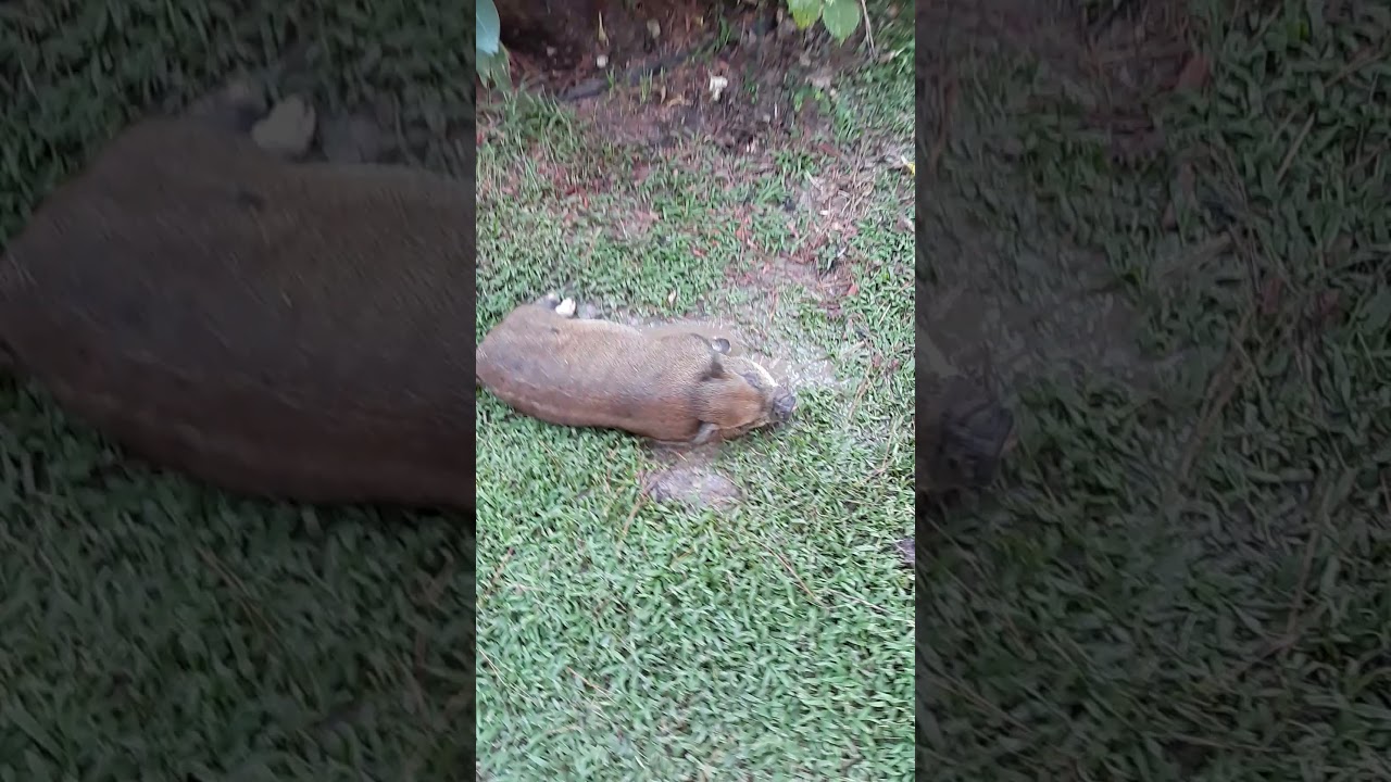 Wilbur the Pig caught playing in the mud!!!!