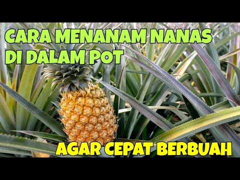 Video: Tanaman nanas di rumah - serasa berada di daerah tropis