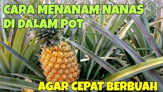 CARA MENANAM NANAS DI POT AGAR CEPAT BERBUAH, TANPA RIBET DAN CEPAT PANEN