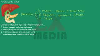 IPA SMP - Mengenal enzim amilase, tripsin, lipase, asam klorida pada tubuh manusia