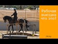 Философия дисциплины &quot;Рабочая Выездка&quot; / Дивные Кони