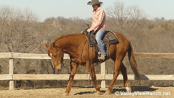 Smooth Maximus - walk, trot, lope, stops(son of High Brow Cat)! - ValleyViewRanch.net