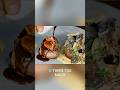 Master Texture Like A 3 Star Chef |The Secret Chef Trick #food #recipe #shorts