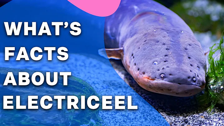 What is Electric Eel? Electric Eel facts: shockingly fishy