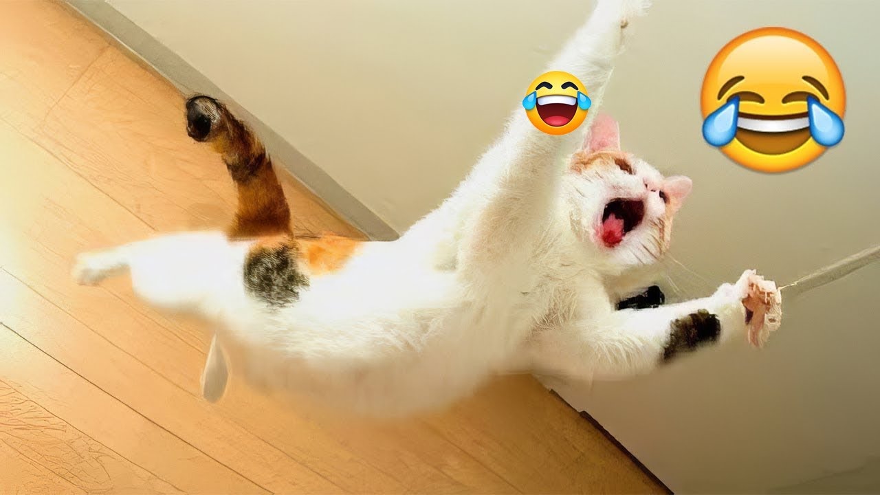 Funniest Pet Videos Ever | Try Not To Laugh - YouTube
