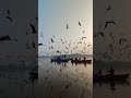 HUGE Flock of Seagulls!!! 🦢🪶 #SHORTS #birds #asmr