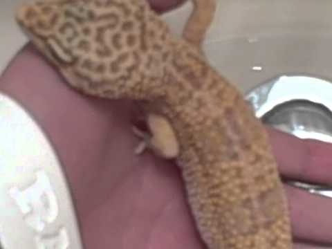 camera iphone 8 plus apk Leopard gecko bath