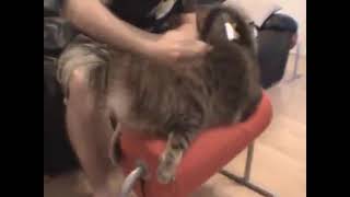 Nooooo Stop Cat Maging Him