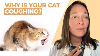 Why is Your Cat Coughing? A Vet Explains How to Help