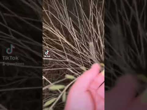 الشجرة المعجزة بديلة الجازورين في مصد الرياح وملهاش اضرار زيه