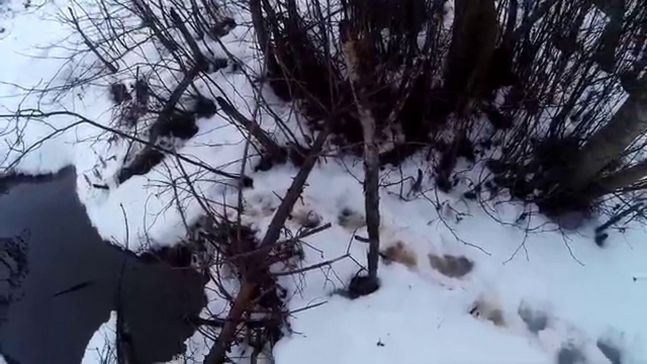 Вылаз бобра зимой в оттепель бобры фильм