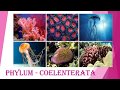 Phylum Coelenterata (Cnidaria) : Animal Classification 2