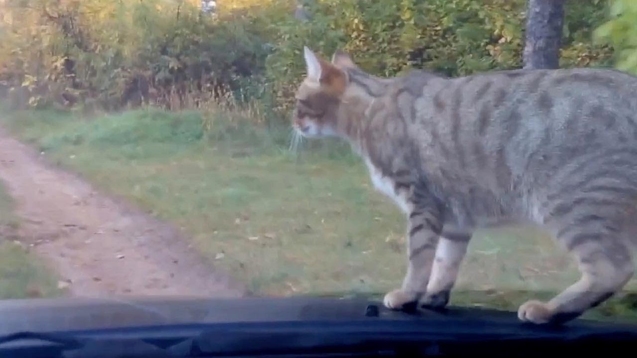 Cat Jumps Onto Owner's Car YouTube