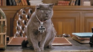 Chat De La Wermacht Papy Fait De La Résistance