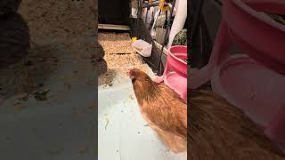 Night #3 for the girls in heated garage. They had a partial day in their run earlier