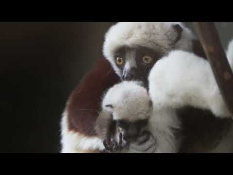 European first as rare 'dancing lemur' born at Chester Zoo