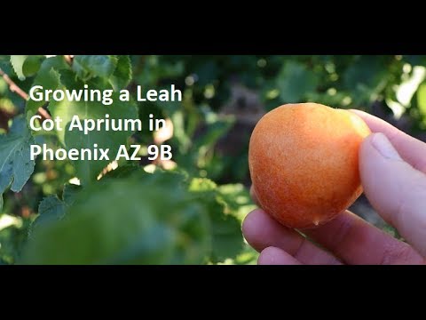 Video: Mandarin Orange Info - Vinkkejä mandariiniappelsiinien kasvattamiseen