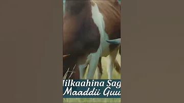 Badhaadhina Hunda Galeessa Dhugoomsuun Fayyadamummaa Mirkaneessa 