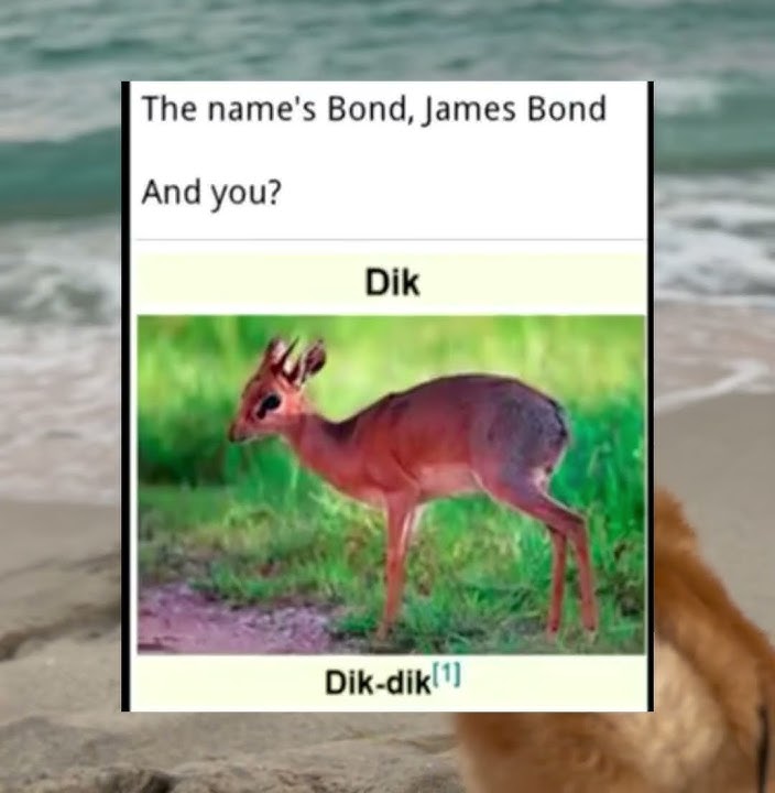 Dik-diks are tiny antelopes. These antelopes have beautiful, large, dark eyes #meme #dikdik #cute