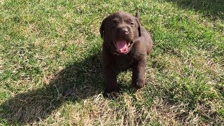 Labrador Chocolate Girls Denver Available by Terry Farm Kennel 739 views 5 years ago 3 minutes, 29 seconds