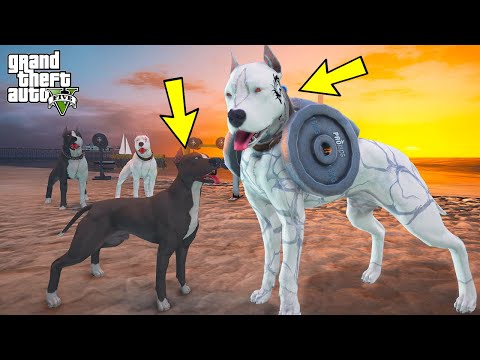 YAVRU PİTBULL ABİSİ MİKE'IN KASLI HALİNİ GÖRÜYOR!(ÇOK KORKTU!) - GTA 5