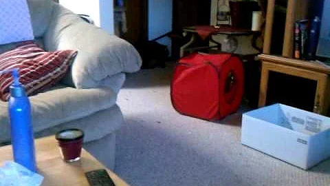 Watch the video about Gizmo the maine coon Gizmo playing fetch