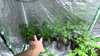 Obi Wan OG Update