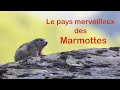 Les Marmottes des Pyrénées à la Réserve Nationale d&#39;Orlu