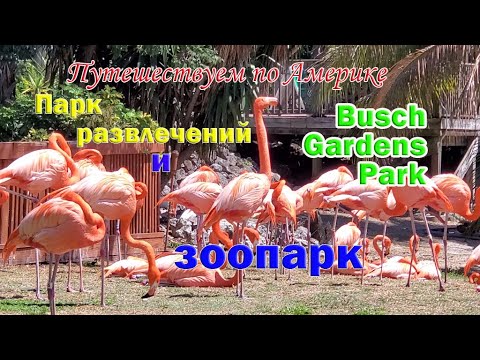 Видео: Busch Gardens Tampa - Большой тематический парк и зоопарк