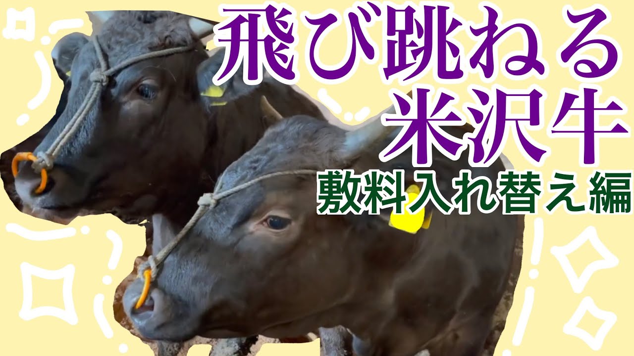 可愛い】飛び跳ねる米沢牛 #農家の日常 - YouTube