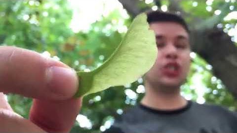 How Maple Seeds Spin - BBC Earth Presenter Search
