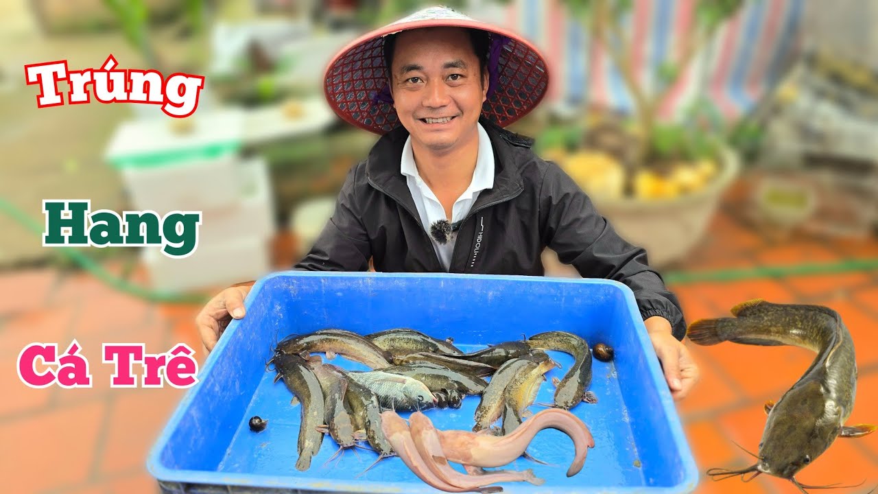 Bủn Rủn Tay Vì Trúng Đầy Ổ Cá Trê Về Nướng Và Làm Ruốc Siêu Ngon...