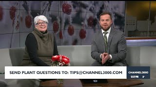 Answering your plant questions on News 3 Now at Plant Calls