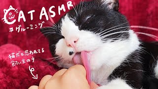ASMRThe sound of cats grooming their owners seriously