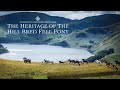 The Heritage of The Hill Bred Fell Pony