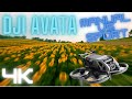 DJI AVATA - FLIGHT IN FIELDS OF SUNFLOWERS - SPORT vs MANUAL MODE - 4K