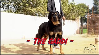 असली Bhotia कुत्ते | Gaddi Dogs | Indian Dog Breed Gaddi | Indian best Big Breed | Best Guard Dogs |