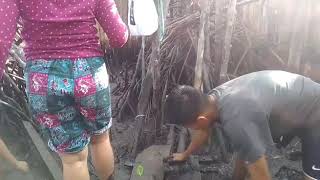 BUDIDAYA KEPITING MANGROVE SECARA TRADISIONAL