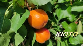 Абрикос Кіото /Kioto/ - YouTube