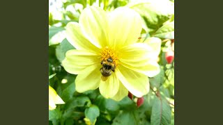 Where Have All The Bees Gone Op27 Performed By Per Nielsen feat Per Nielsen