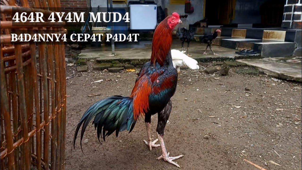 Agar ayam muda badannya cpt padat berisi