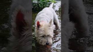 Westie in the #Amazon      #shortsfeed