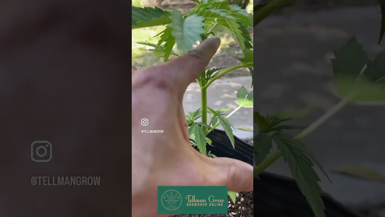 PODA apical para controlar altura 🌱