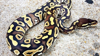 Mystic Ball Python - Nov 2015 Profile