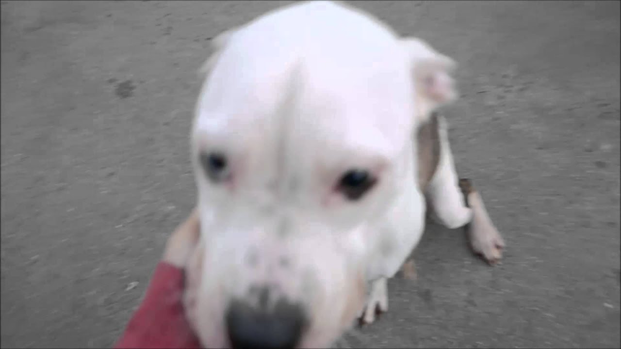 Millie - A1055296 - Brooklyn ACC camera iphone 8 plus apk