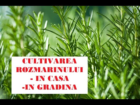 Video: Soiuri de rozmarin din Zona 7 - Sfaturi despre cultivarea rozmarinului în zonele climatice din Zona 7