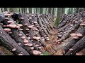 How Japanese Farming Millions of Shiitake Mushroom in Forest - Mountain Shiitake Mushroom Harvesting