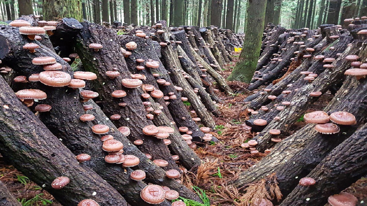 ⁣How Japanese Farming Millions of Shiitake Mushroom in Forest - Mountain Shiitake Mushroom Harvesting