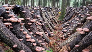 How Japanese Farming Millions of Shiitake Mushroom in Forest  Mountain Shiitake Mushroom Harvesting