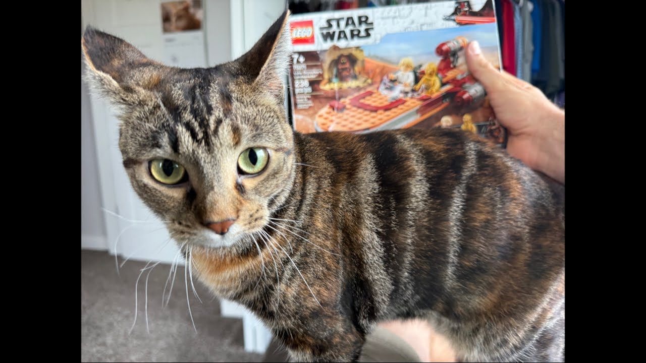 Noah The Cat is live!